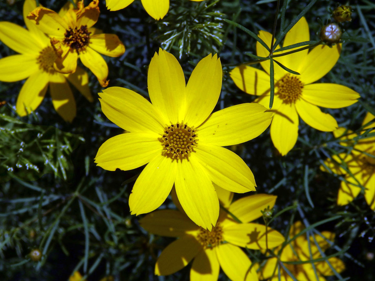 Krásnoočko (Coreopsis verticillata L.)