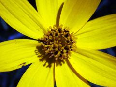 Krásnoočko (Coreopsis verticillata L.)