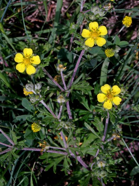 Mochna stříbrná (Potentilla argentea L.)