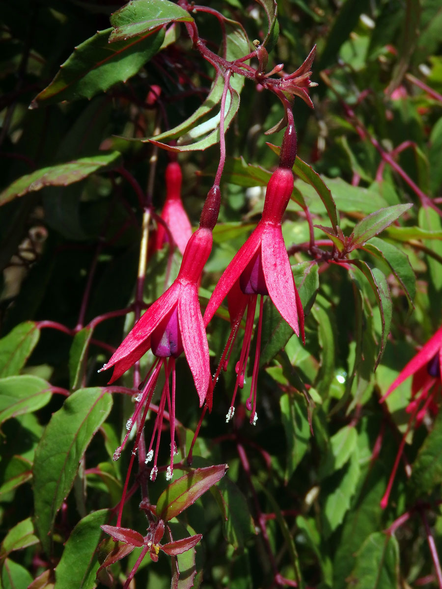 Fuschsie (Fuchsia magellanica Lam.)