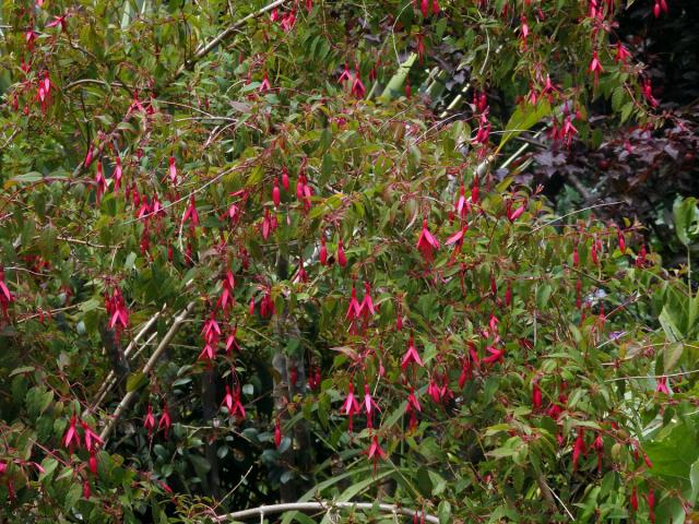 Fuschsie (Fuchsia magellanica Lam.)