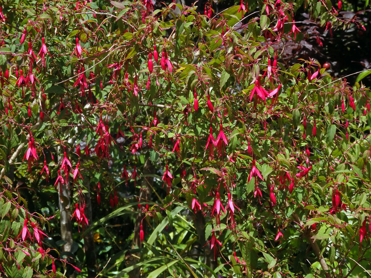 Fuschsie (Fuchsia magellanica Lam.)