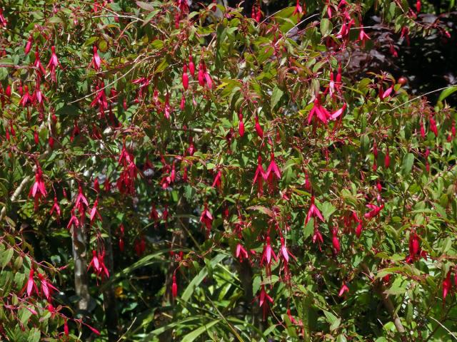 Fuschsie (Fuchsia magellanica Lam.)