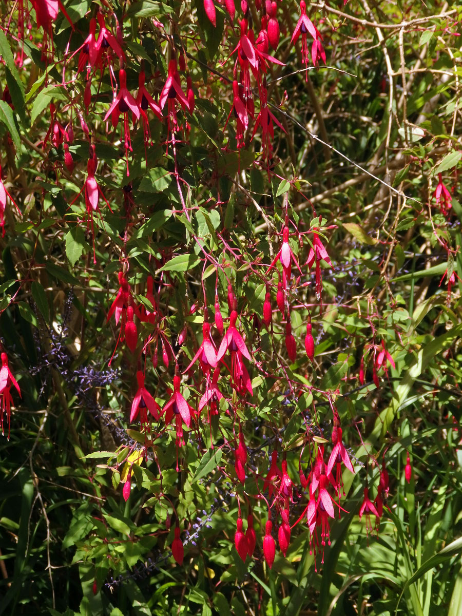 Fuschsie (Fuchsia magellanica Lam.)