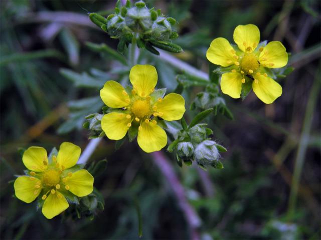 Mochna stříbrná (Potentilla argentea L.)