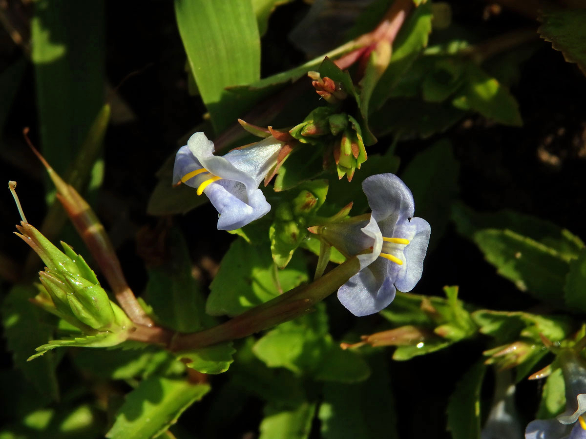 Lindernia antipoda (L.) Alston