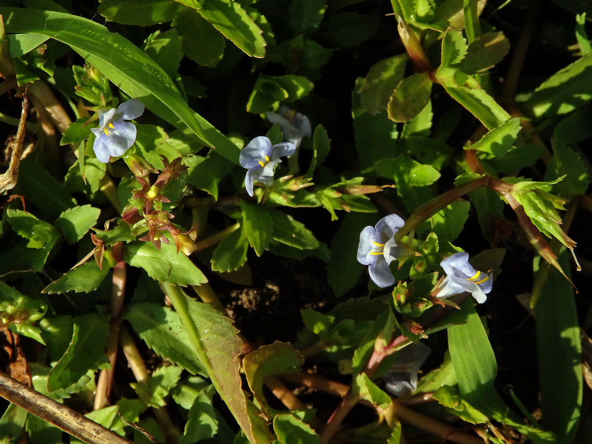 Lindernia antipoda (L.) Alston