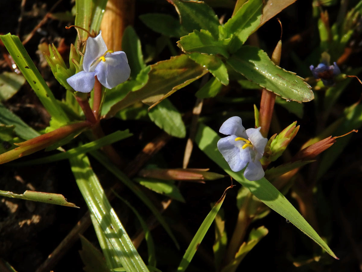 Lindernia antipoda (L.) Alston