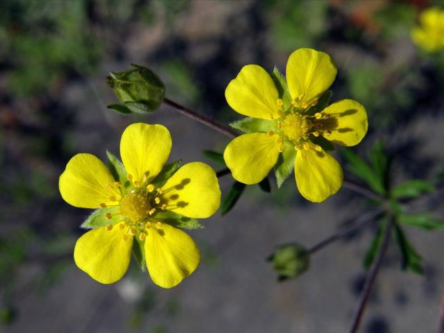 Mochna stříbrná (Potentilla argentea L.)