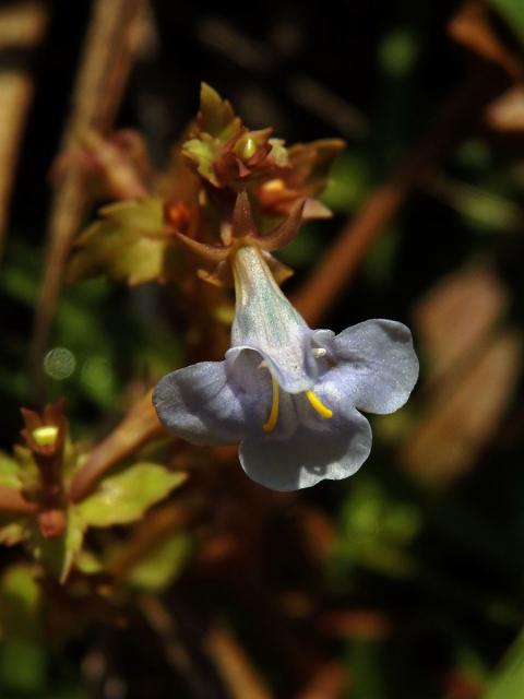 Lindernia antipoda (L.) Alston