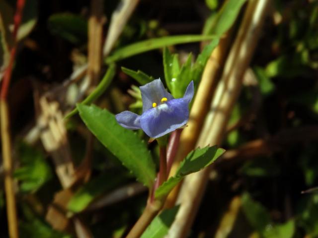 Lindernia antipoda (L.) Alston
