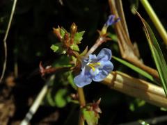 Lindernia antipoda (L.) Alston