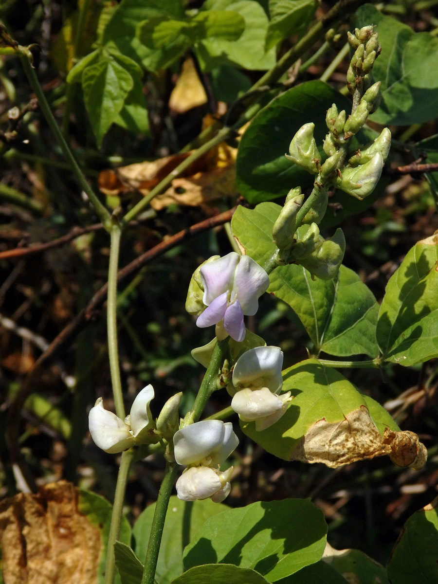 Fazol měsíční (Phaseolus lunatus L.)