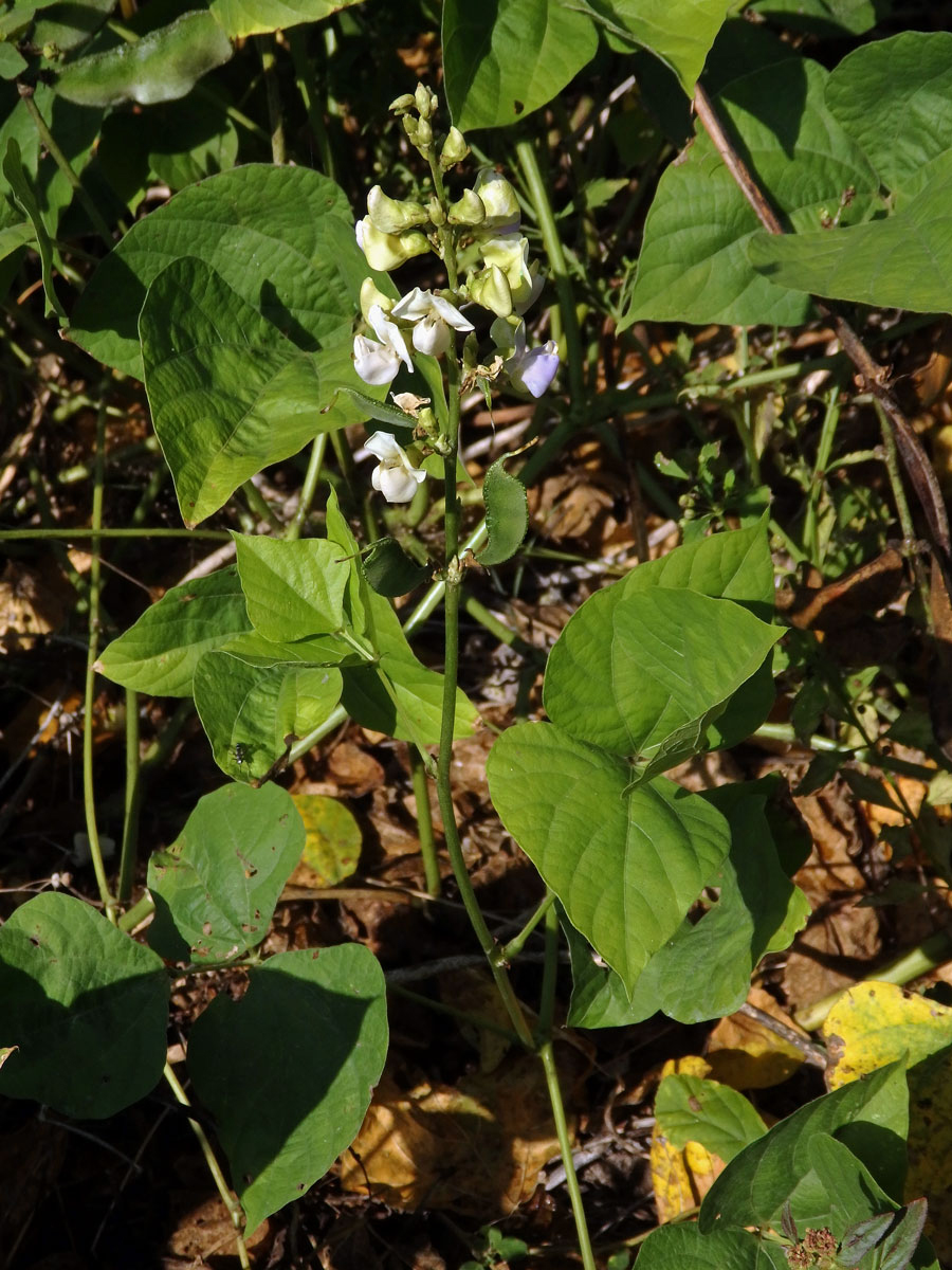 Fazol měsíční (Phaseolus lunatus L.)