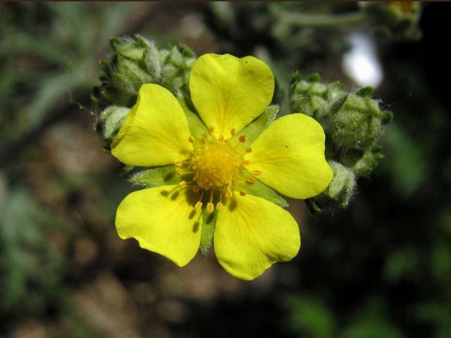 Mochna stříbrná (Potentilla argentea L.)