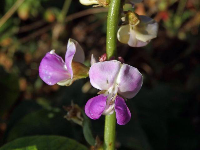 Fazol měsíční (Phaseolus lunatus L.)