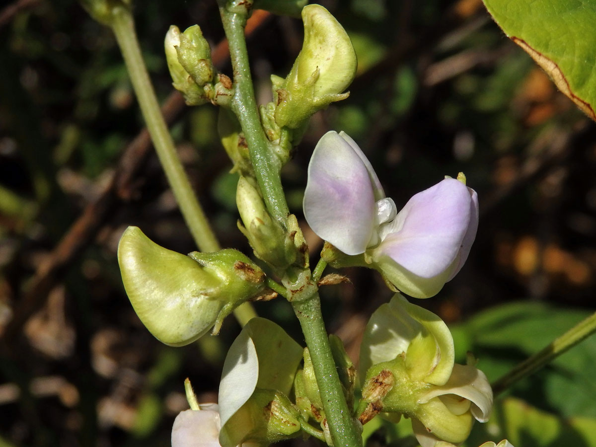 Fazol měsíční (Phaseolus lunatus L.)