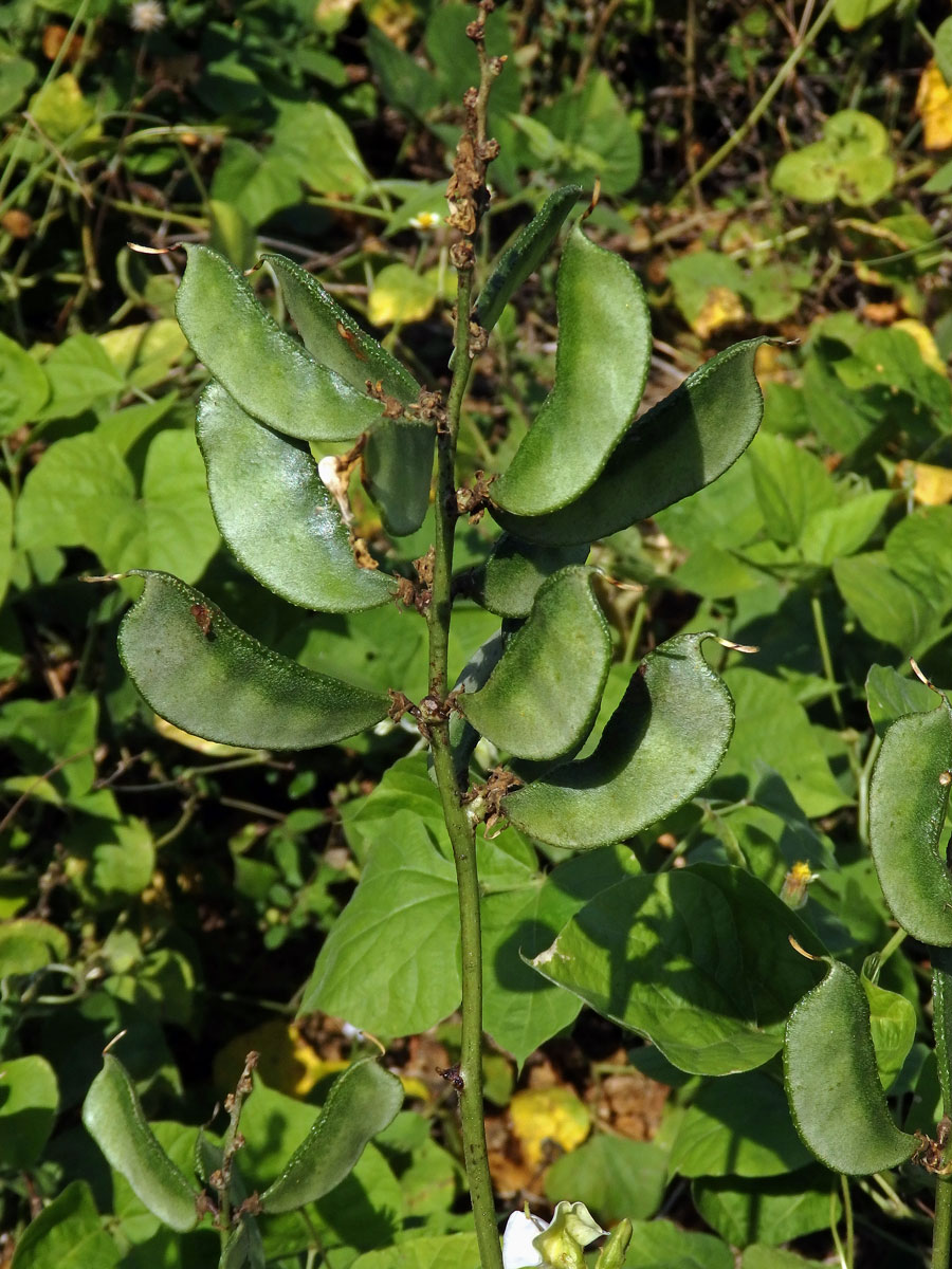 Fazol měsíční (Phaseolus lunatus L.)