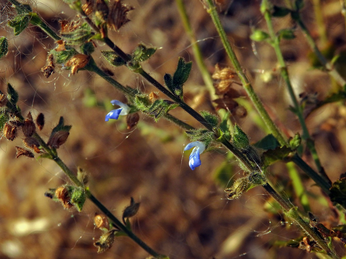 Šalvěj (Salvia occidentalis Sw.)