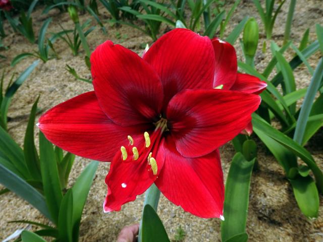 Amarylka (Amaryllis belladonna L.)