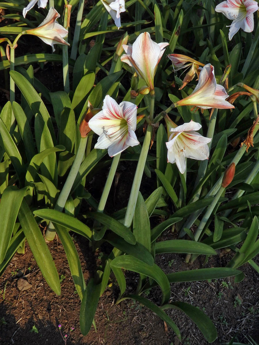 Amarylka (Amaryllis belladonna L.)