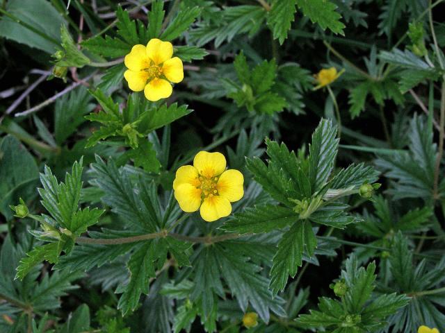 Mochna nátržník (Potentilla erecta (L.) Rauschel) - pětičetné květy (1)