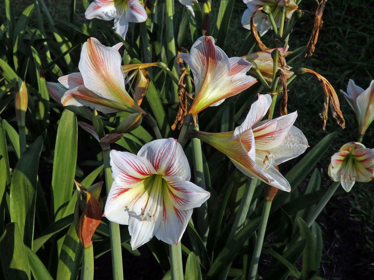 Amarylka (Amaryllis belladonna L.)