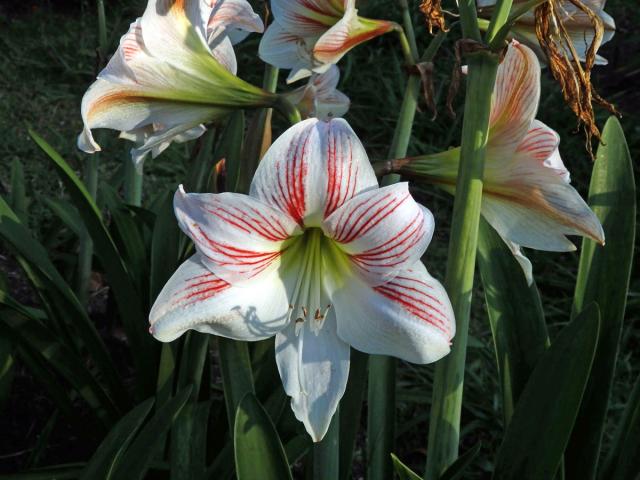 Amarylka (Amaryllis belladonna L.)