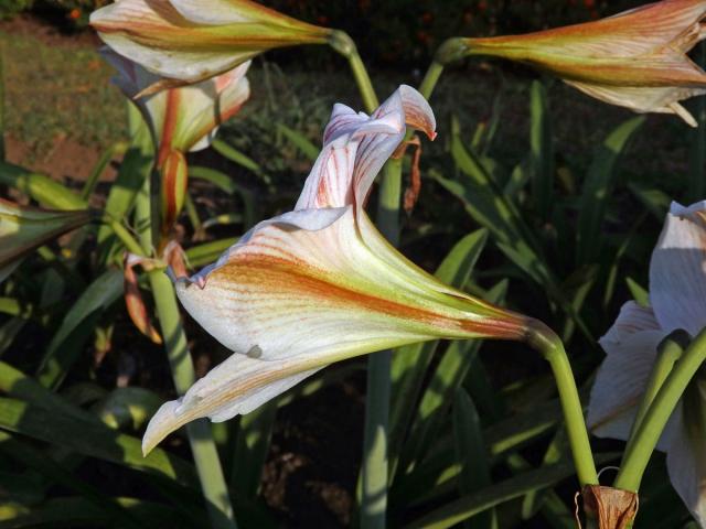 Amarylka (Amaryllis belladonna L.)