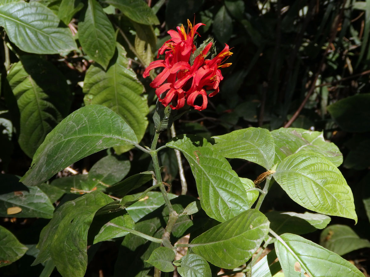 Tlustoklasec (Pachystachys coccinea (Aubl.) Nees.)