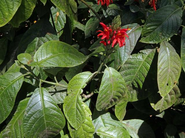 Tlustoklasec (Pachystachys coccinea (Aubl.) Nees.)