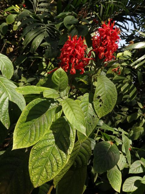 Tlustoklasec (Pachystachys coccinea (Aubl.) Nees.)