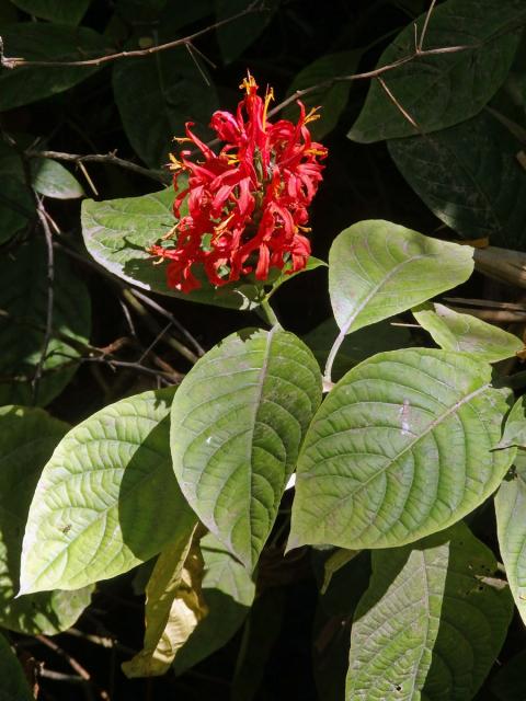 Tlustoklasec (Pachystachys coccinea (Aubl.) Nees.)