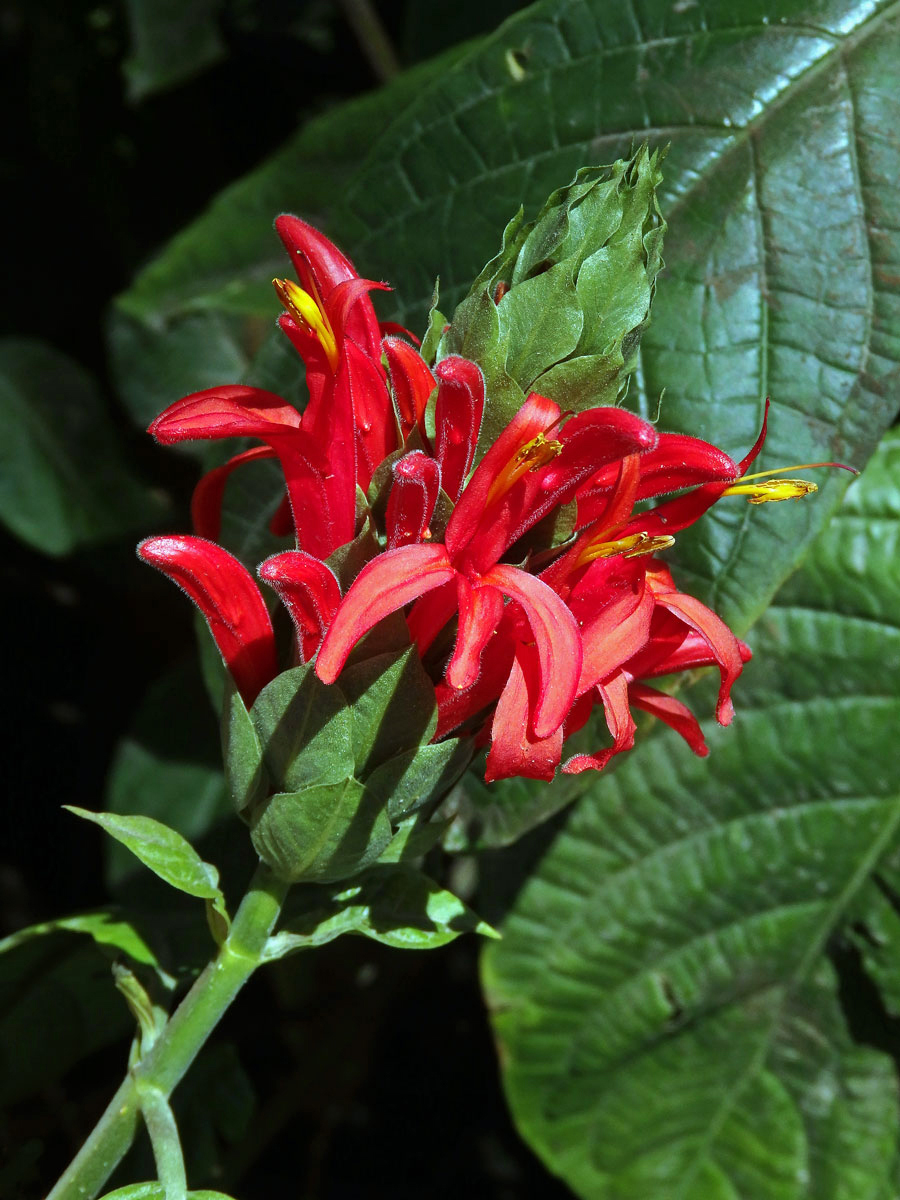 Tlustoklasec (Pachystachys coccinea (Aubl.) Nees.)