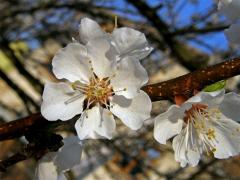 Slivoň meruňka (Prunus armeniaca L.) - šestičetný květ