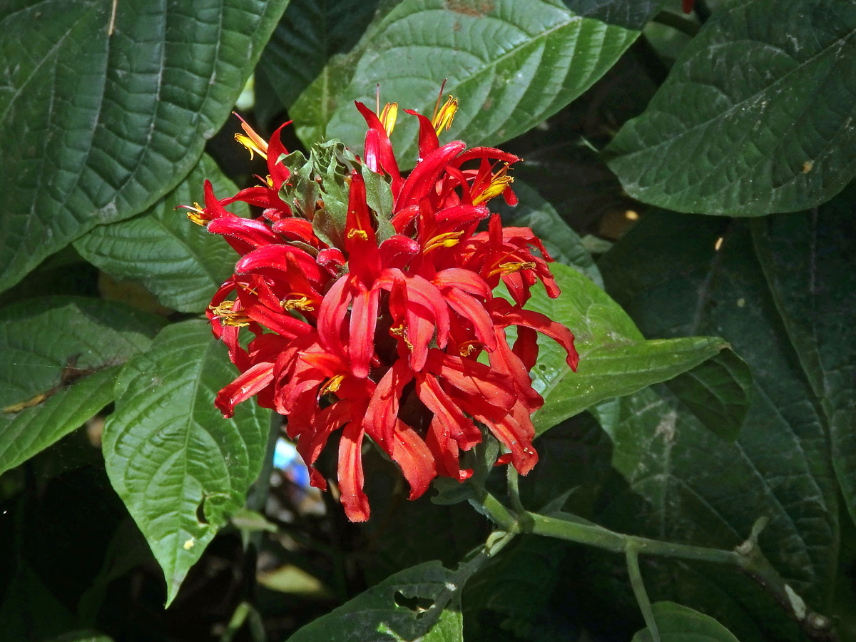 Tlustoklasec (Pachystachys coccinea (Aubl.) Nees.)