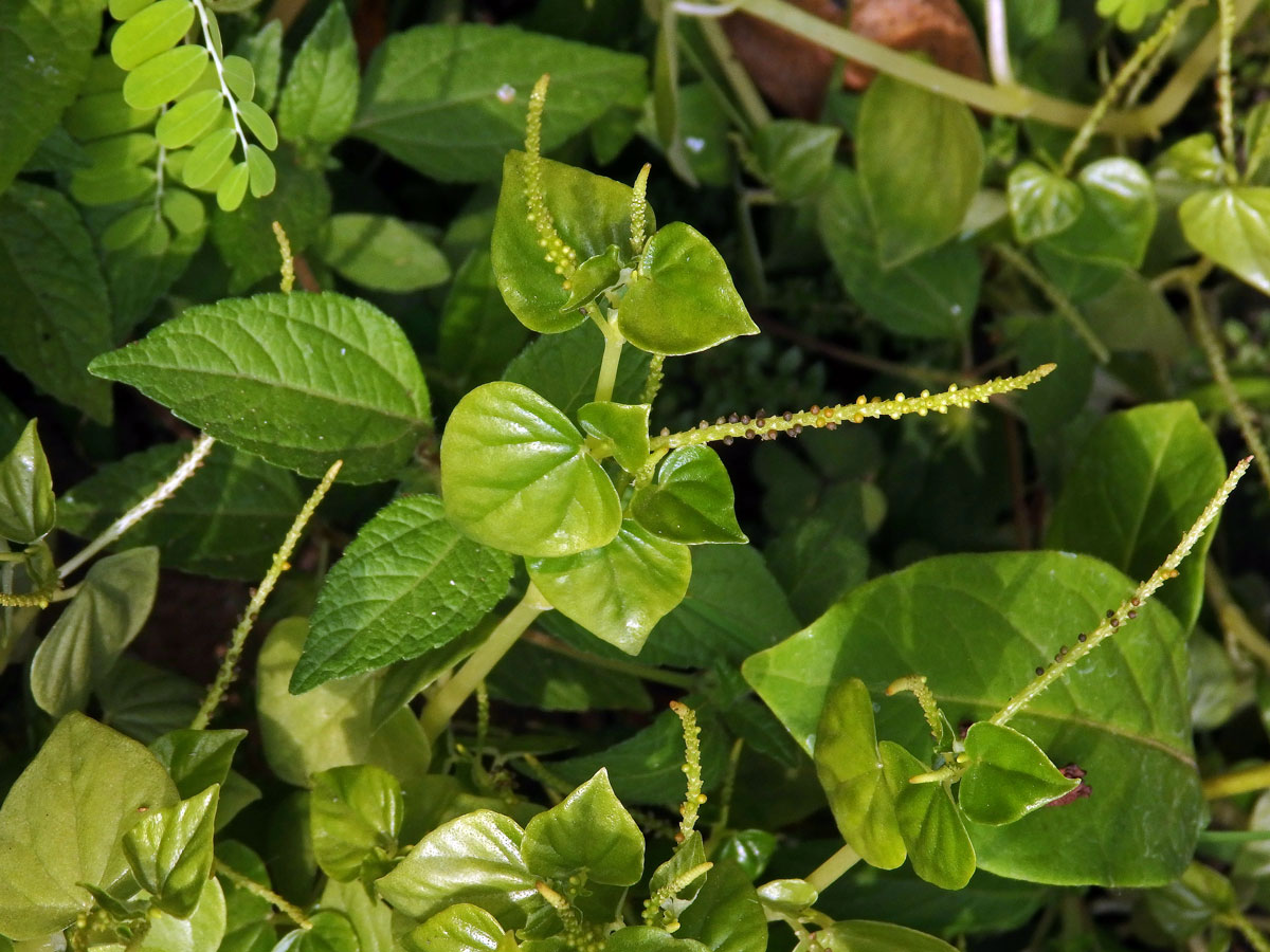 Pepřinec (Peperomia pellucida (L.) Kunth)