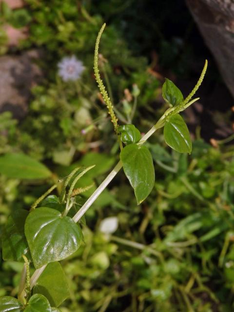 Pepřinec (Peperomia pellucida (L.) Kunth)