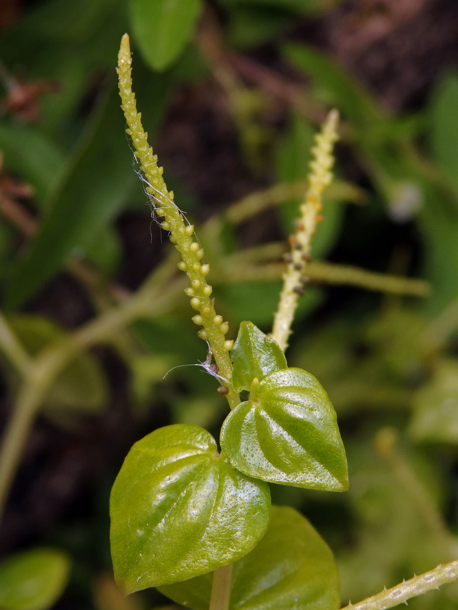 Pepřinec (Peperomia pellucida (L.) Kunth)