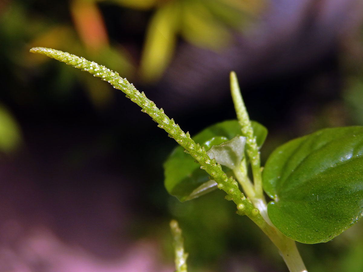 Pepřinec (Peperomia pellucida (L.) Kunth)