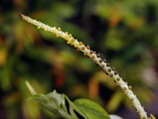 Pepřinec (Peperomia pellucida (L.) Kunth)