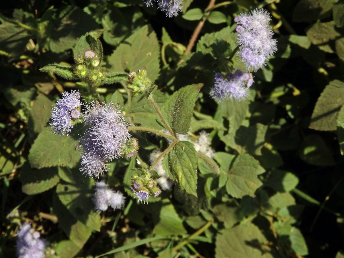 Chromolaena odorata (L.) King & H. E. Robins