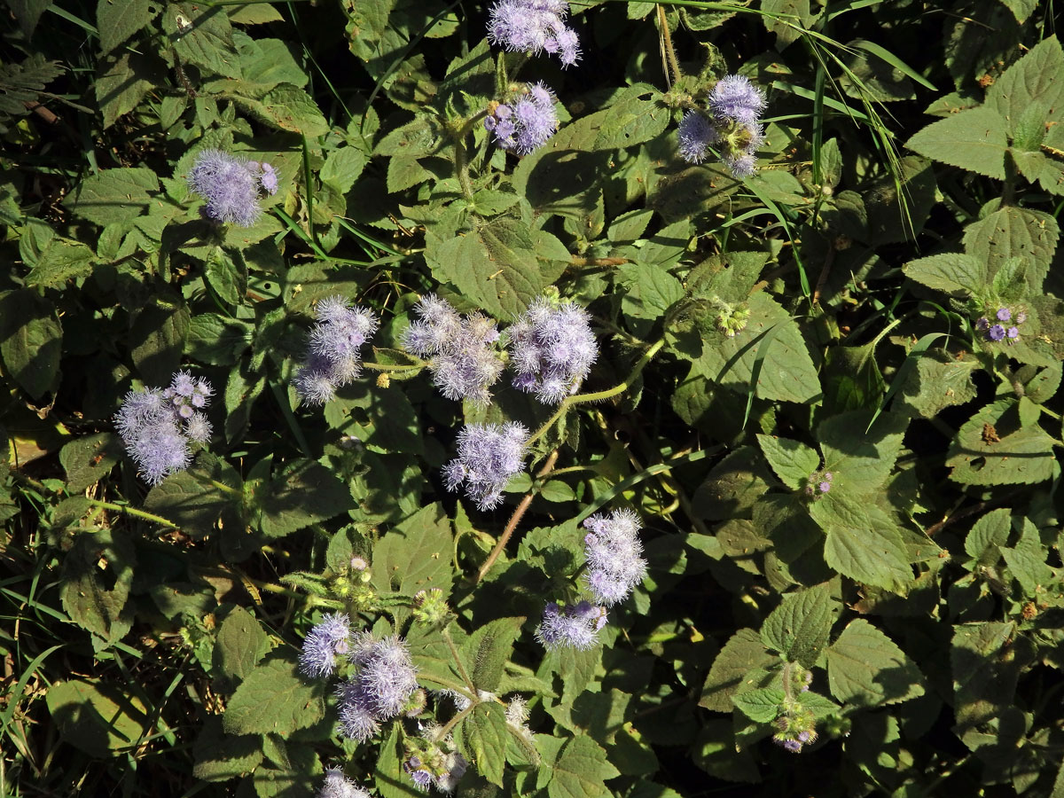 Chromolaena odorata (L.) King & H. E. Robins