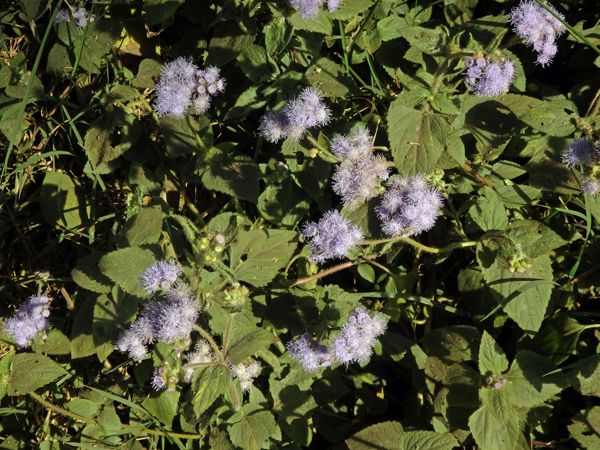 Chromolaena odorata (L.) King & H. E. Robins