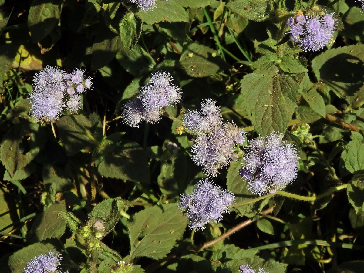 Chromolaena odorata (L.) King & H. E. Robins