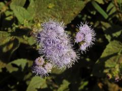 Chromolaena odorata (L.) King & H. E. Robins