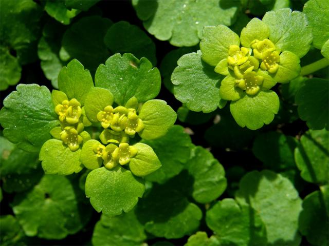 Mokrýš střídavolistý (Chrysosplenium alternifolium L.)