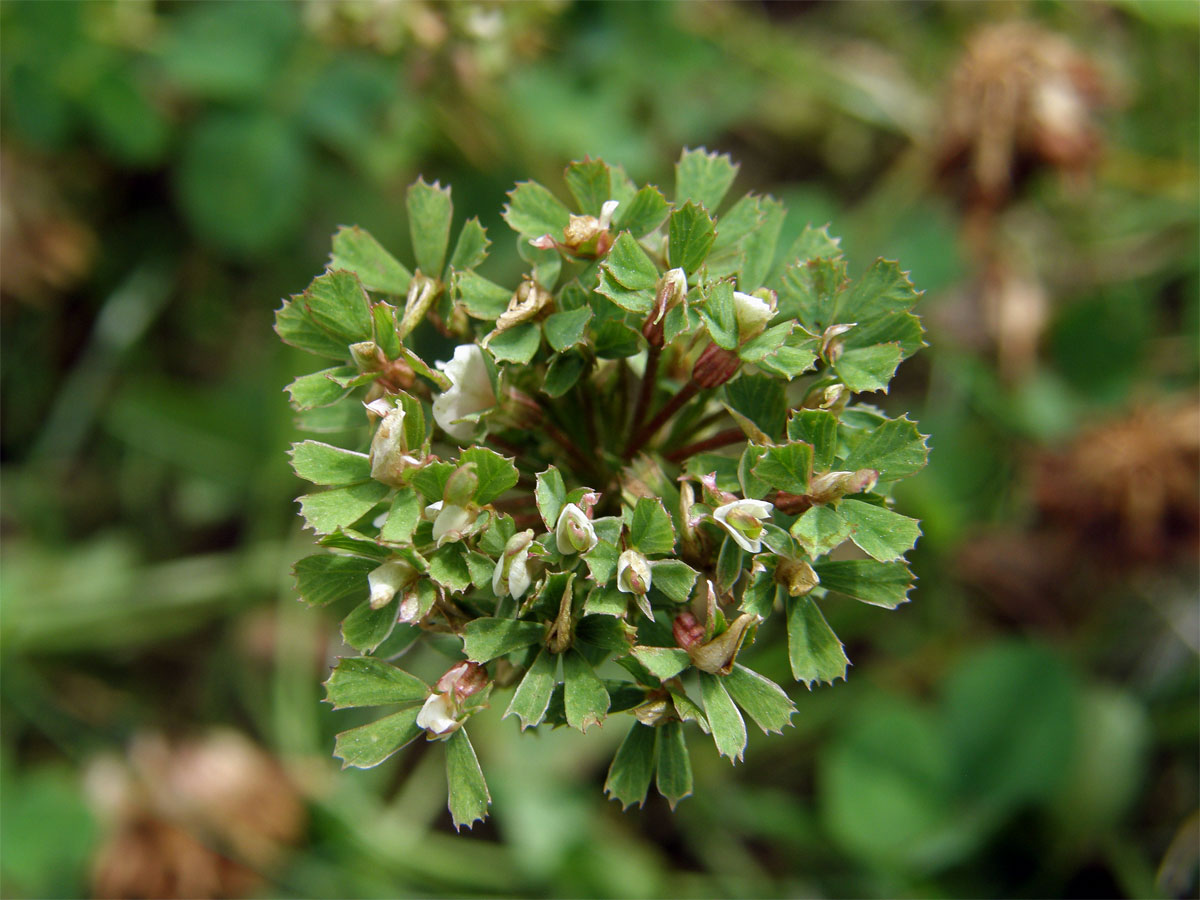 Jetel plazivý (Trifolium repens L.) - proliferace (2)