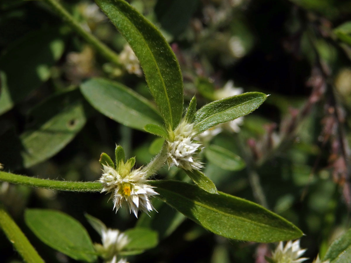 Plevuňka (Alternanthera sessilis (L.) R. Br. ex DC.)