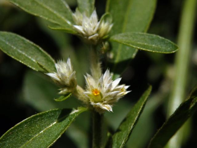 Plevuňka (Alternanthera sessilis (L.) R. Br. ex DC.)